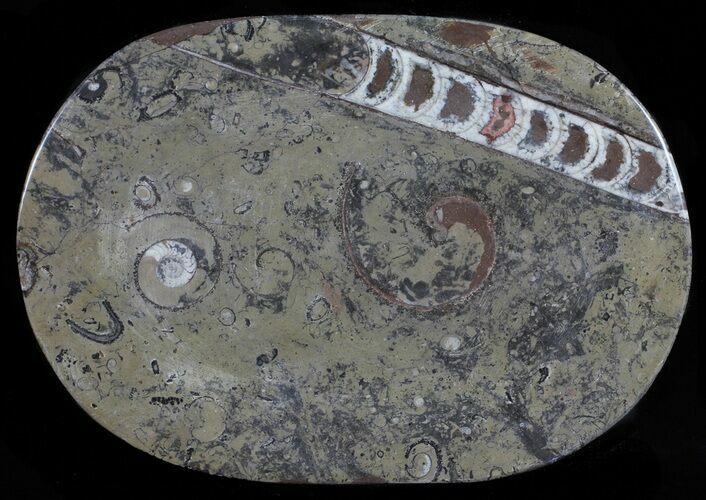 / Fossil Orthoceras & Goniatite Plate - Stoneware #58570